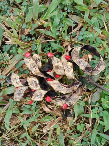 Семена Саги Бобы Акации Красного Цвета — стоковое фото