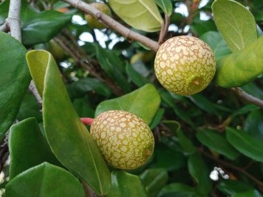 yeşil ve sarı yapraklı yabani meyve 