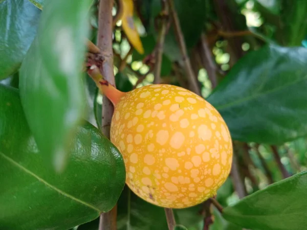 Fruta Silvestre Verde Amarilla Con Hoja — Foto de Stock