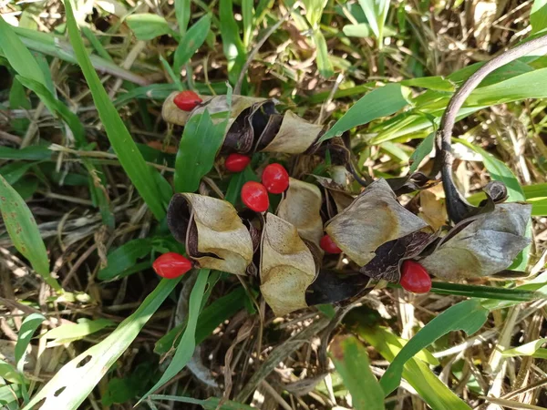 Семена Саги Бобы Акации Красного Цвета — стоковое фото