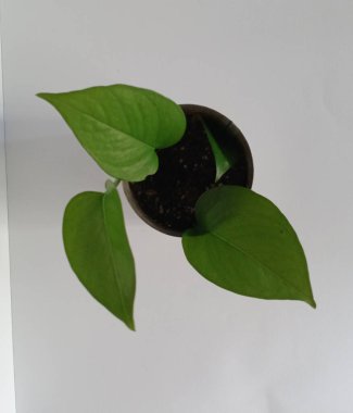 Demir tencerede her zaman yeşil saksı bitkisi