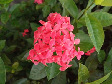 Çiçekler yapraklı kırmızı Ixora çingenesi