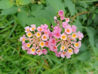 Vahşi lantana ve böğürtlen tohumları