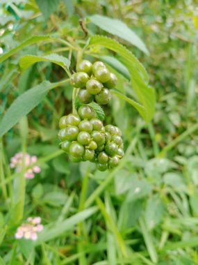 Vahşi lantana ve böğürtlen tohumları