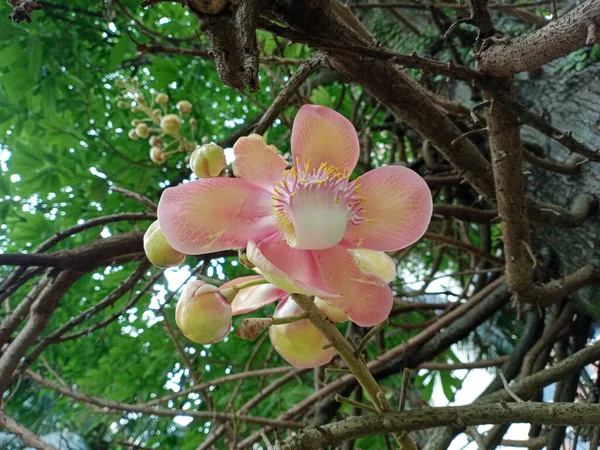 Cannonball Tree Blossom Flores Rosadas —  Fotos de Stock