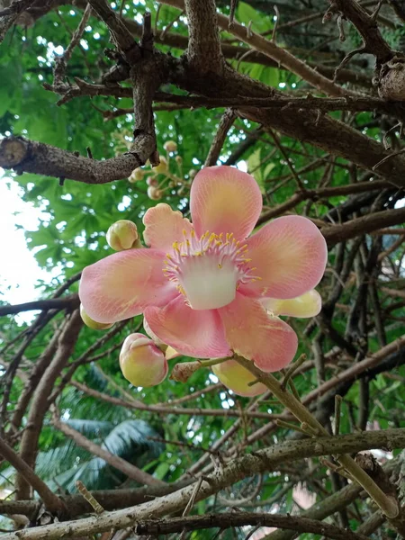 Cannonball Tree Blossom Flores Rosadas —  Fotos de Stock