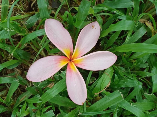 Ροζ Λουλούδι Frangipani Στο Γρασίδι — Φωτογραφία Αρχείου
