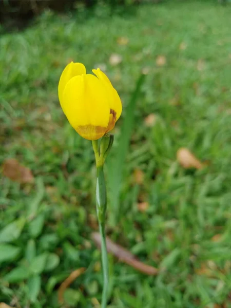 Flores Silvestres Amarillas Como Tulipanes Con Hierba —  Fotos de Stock