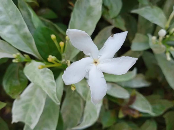 Pequeñas Flores Blancas Hojas Verdes Grises —  Fotos de Stock