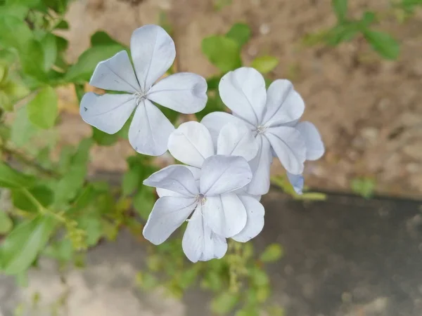 Blauwe Bloemen Planten Bladeren — Stockfoto