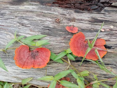 Mantar, Ganoderma lucidum, mantar