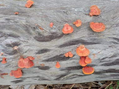 Mantar, Ganoderma lucidum, mantar