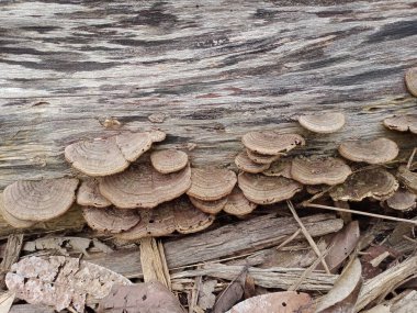 Mantar, Ganoderma lucidum, mantar