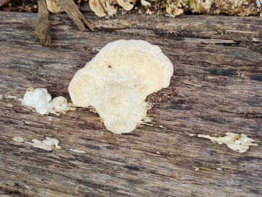 Mantar, Ganoderma lucidum, mantar