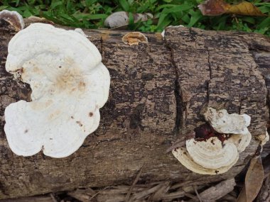 Mantar, Ganoderma lucidum, mantar