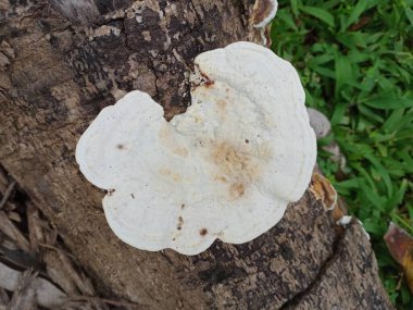Mantar, Ganoderma lucidum, mantar