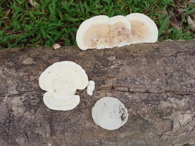 Mantar, Ganoderma lucidum, mantar