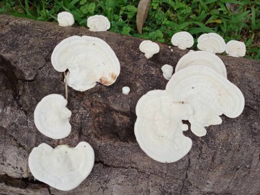 Mantar, Ganoderma lucidum, mantar