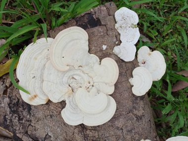 Mantar, Ganoderma lucidum, mantar