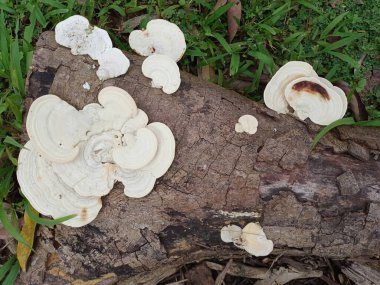 Mantar, Ganoderma lucidum, mantar