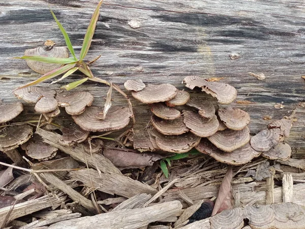 Cogumelos Ganoderma Lucidum Fungos — Fotografia de Stock