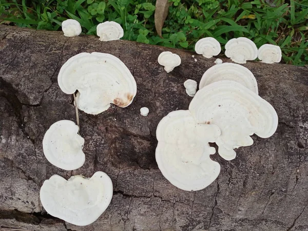 Mushrooms Ganoderma Lucidum Fungi — Stock Photo, Image