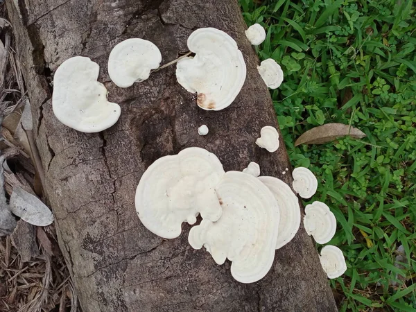 Setas Ganoderma Lucidum Hongos — Foto de Stock