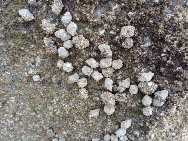 Deniz suyu, deniz kabuğu, deniz suyu, deniz, sahil