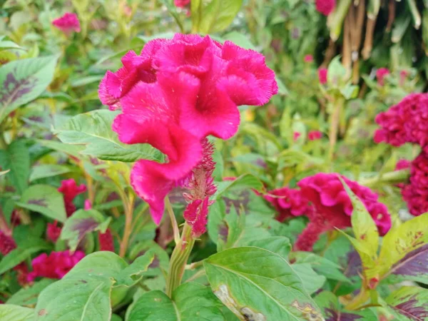 Grandes Fleurs Violettes Roses Celosie — Photo