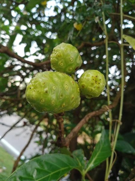 Green Fruits Noni Fruit — Foto de Stock