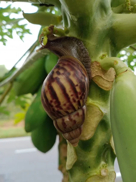 Snail Slowly Climbs Papaya Tree — Foto de Stock