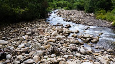 Dağlardaki nehir. Kozalaklı orman. Ukrayna Karpat Dağları.
