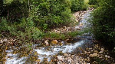 Dağlardaki nehir. Kozalaklı orman. Ukrayna Karpat Dağları.