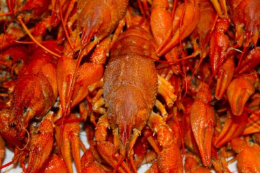 Kaynamış kanser birbirinin üstünde bir dağ gibi uzanır..