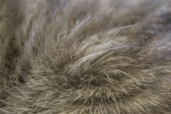 Çizgili bir kedinin gri kürkü. arkaplan — Stok fotoğraf