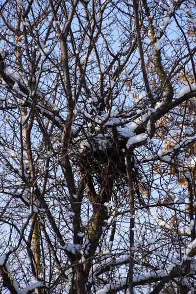 Vogelnest Einem Baum Winter Ein Großes Nest Einem Baum — Stockfoto