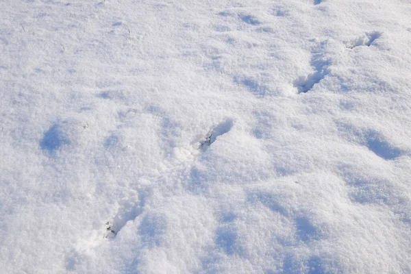 Huellas Perro Lobo Nieve Huellas Invierno — Foto de Stock
