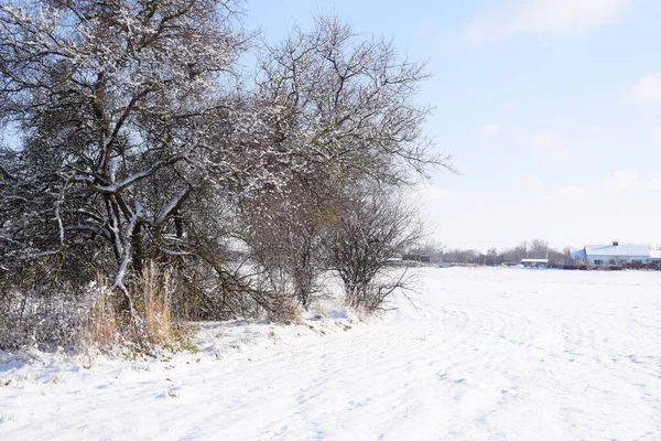Winter Dorf Baum Und Gemüsegarten Schnee — Stockfoto