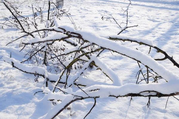 Winter Tree Branches Snow Grug Snow Branch Ground — Stock Photo, Image