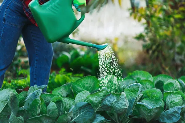 Une femme dans son jardin, de l'eau avec un arrosoir vert, un jardin de choux. Concept de : jardinage, printemps, culture bio — Photo