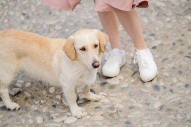 Sokakta duran sevimli sokak köpeğinin portresi sahibinin yanında duruyor. Kadınlar spor ayakkabı ve etek giyiyor.