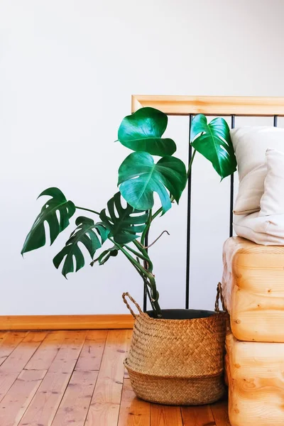 Beautiful monstera deliciosa flower in a straw basket stands on a wooden floor. The concept of minimalism.Hipster scandinavian interior. Empty white wall. Home gardening concept — Stock Photo, Image