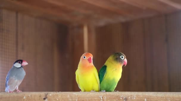 Gula och gröna turturduvor, papegojor på en gren i bur som flyger runt — Stockvideo