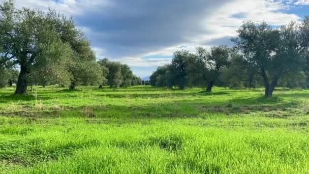 Ogród oliwny na Cyprze. Słoneczna wyspa w zimie, zielone pole trawy — Wideo stockowe