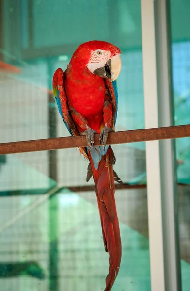 色鮮やかな緋色のコンゴウインコ鳥小屋、ログ、乳房のプロフィールの上に座って — ストック写真