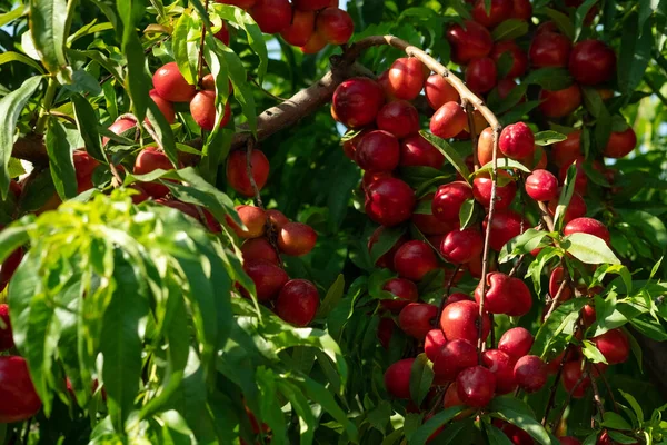 Belo Close Com Frutos Vermelhos Nectarinas Maduras Árvore — Fotografia de Stock