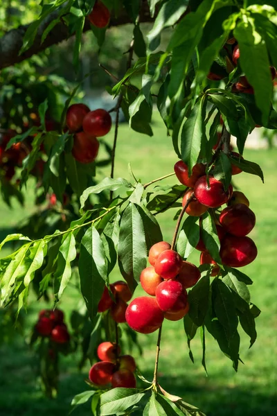 Belo Close Com Frutos Vermelhos Nectarinas Maduras Árvore — Fotografia de Stock