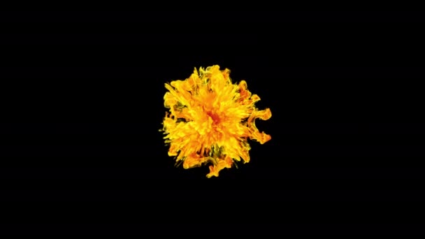 Колір лопне апельсиновий дим порошок ударна хвиля вибуху частинок рідини чорнила альфа — стокове відео