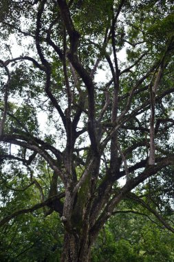 Peradeniya Kraliyet Botanik Bahçesi