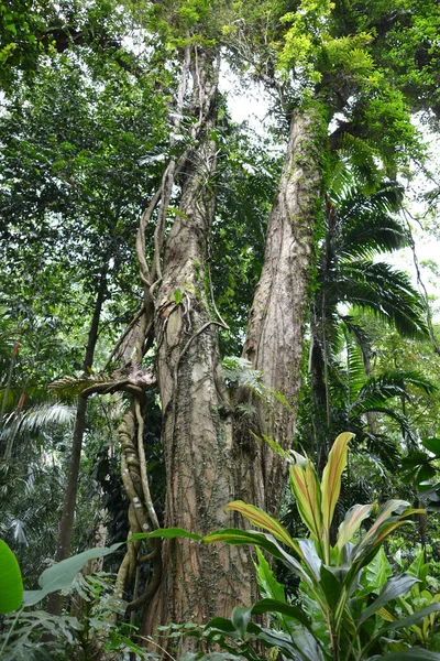 Peradeniya Kraliyet Botanik Bahçesi